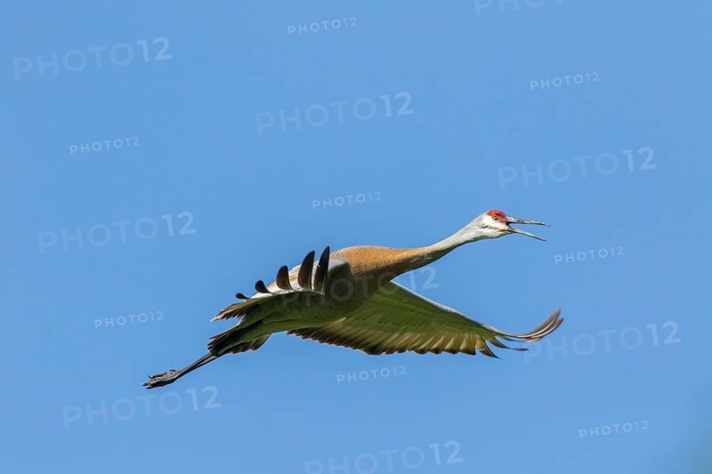 Sandhill crane