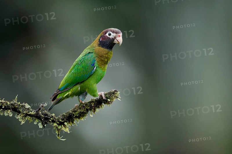 Brown-hooded parrot