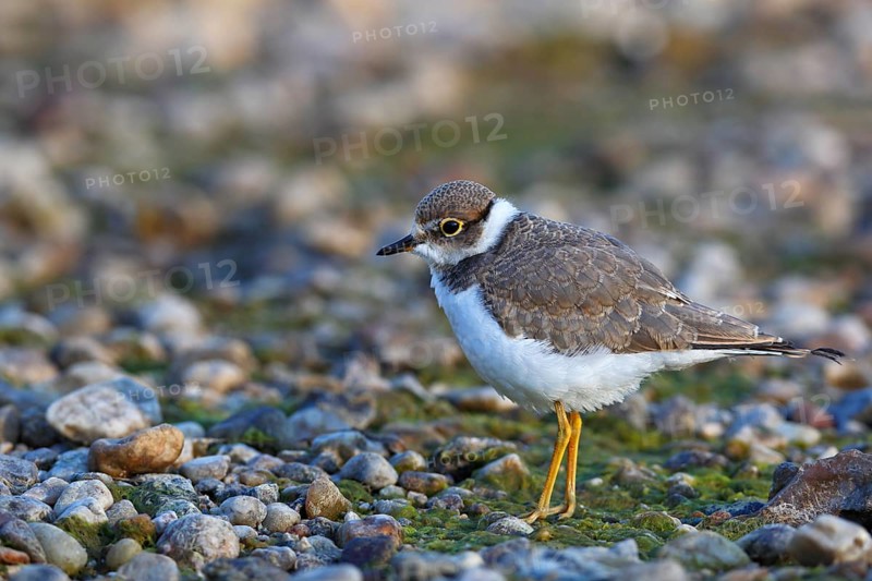 Little Ringed Plover