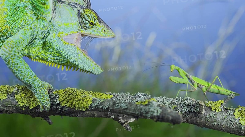 Close-up of mature Veiled chameleon