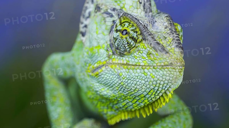 Close-up frontal portrait of adult green Veiled chameleon