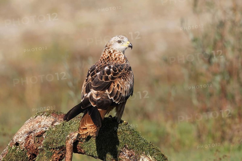 Red Kite