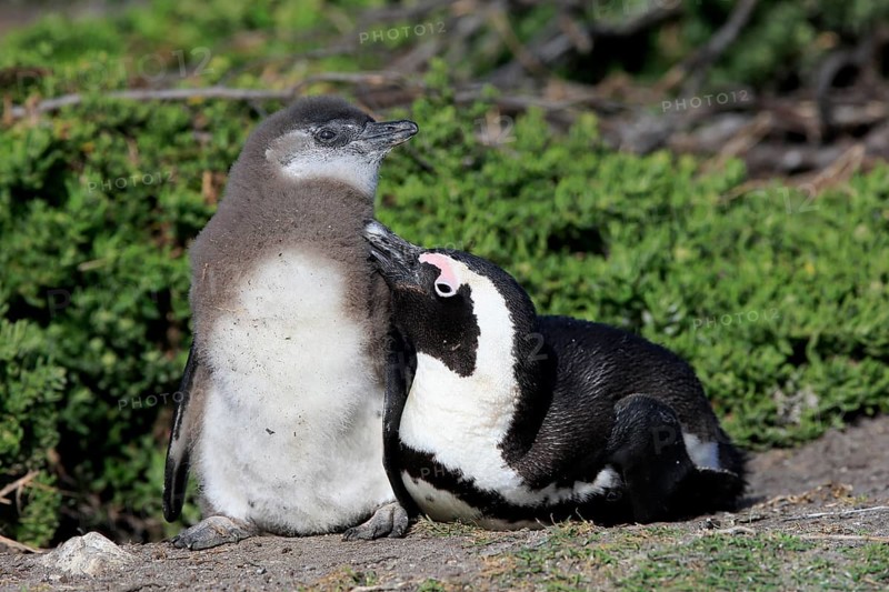 African penguin