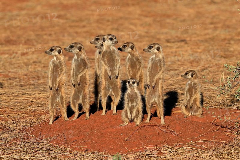 Meerkats