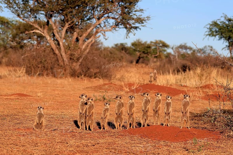 Meerkats