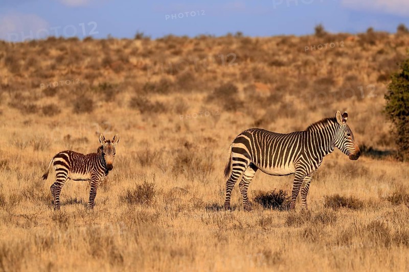 Cape Mountain Zebra