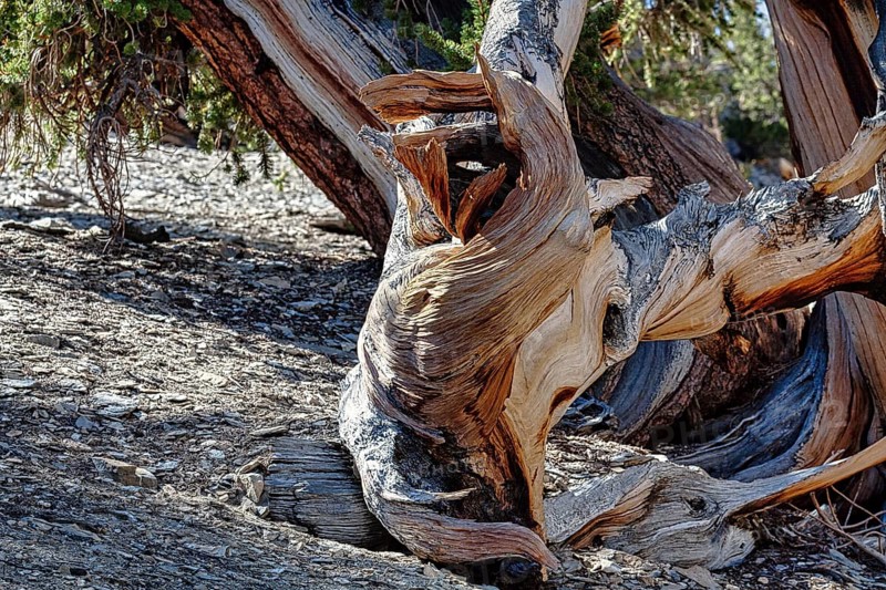 Knotty great basin bristlecone pine