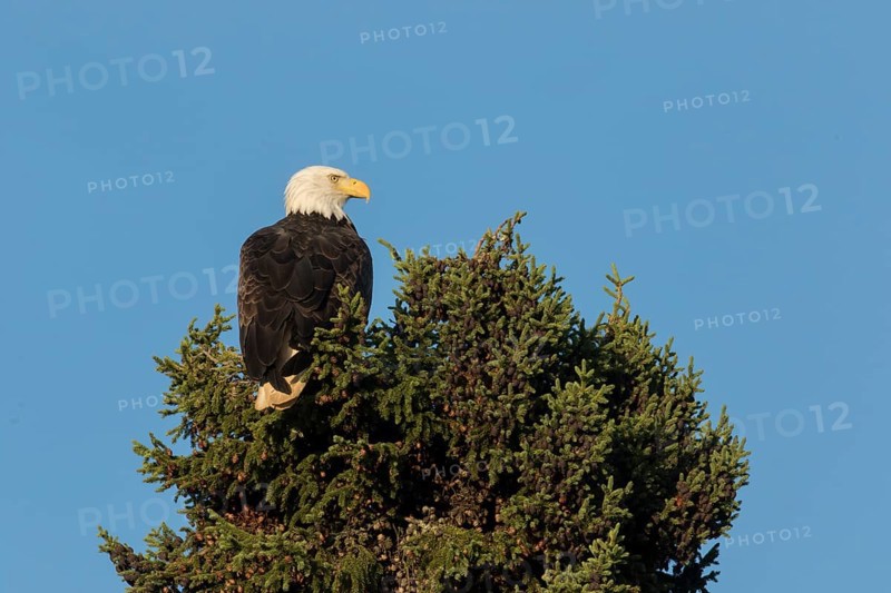 Bald eagle