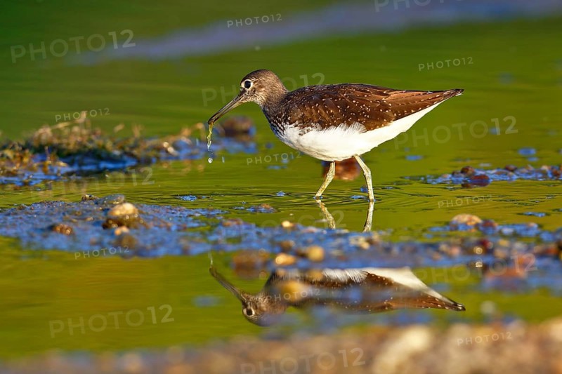 Green sandpiper