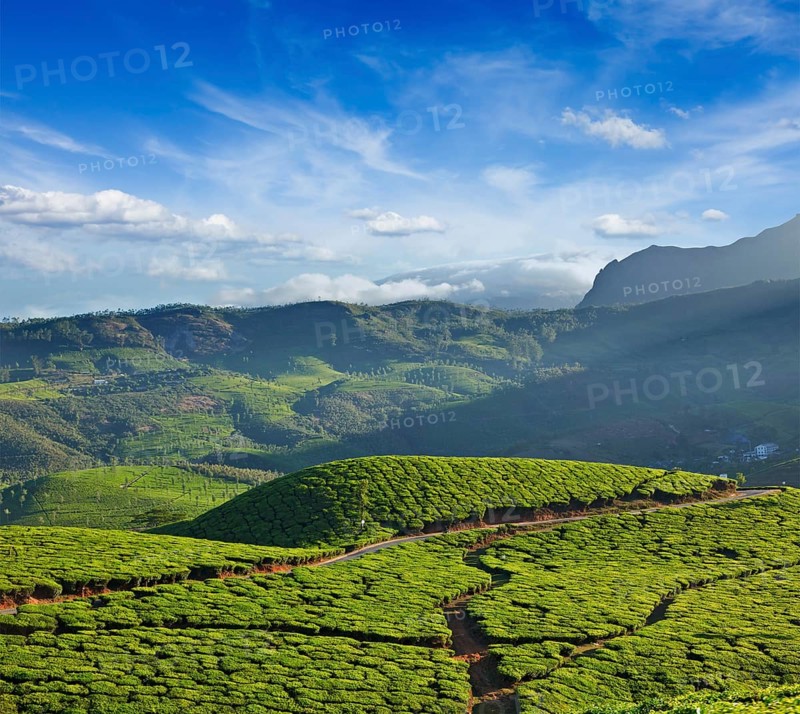 Tea plantations on sunrise. Munnar