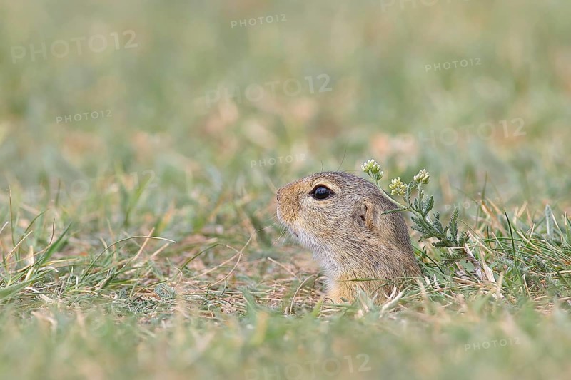 European ground squirrel