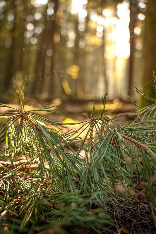 Pine needles in the evening light