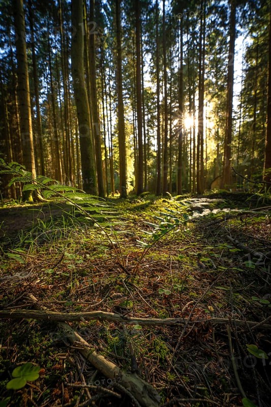 Evening light and shadow in dense forest