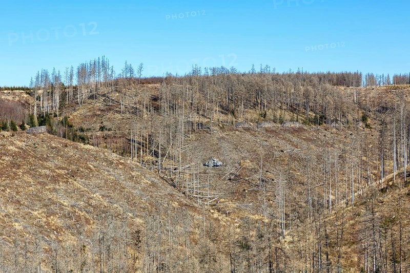 Environmental destruction Climate crisis Climate change Environment Destruction Landscape Nature Forest Dieback at the Brocken in the Harz Mountains