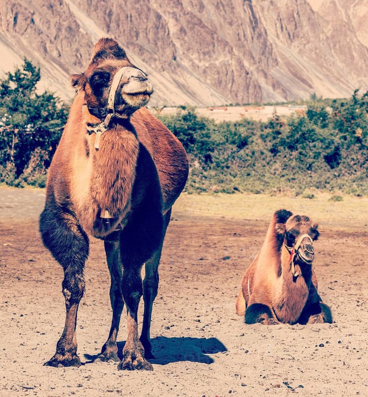Vintage retro effect filtered hipster style travel image of Bactrian camels in Himalayas. Hunder village