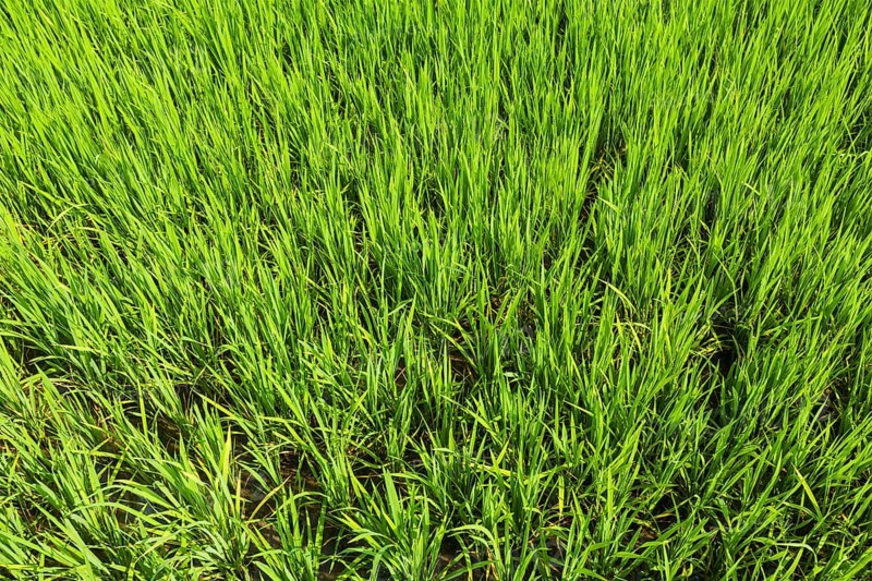 Rice paddy field close up. Tamil Nadu