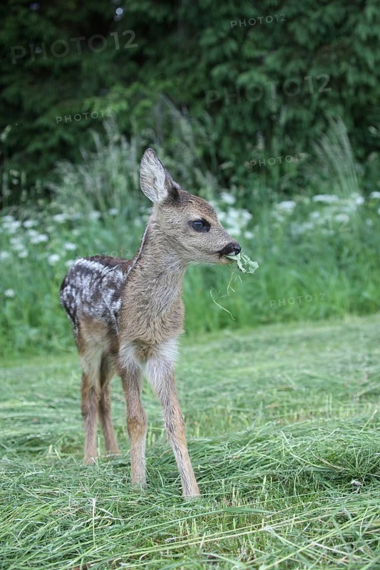 European roe deer