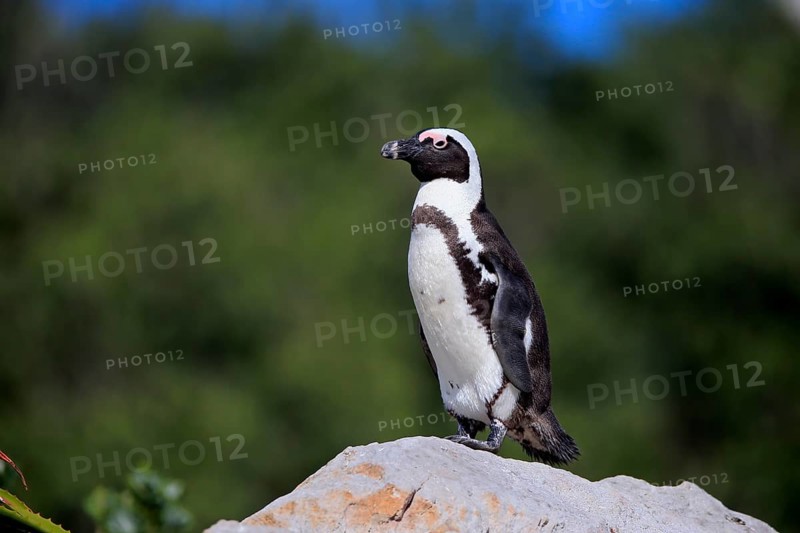 African penguin