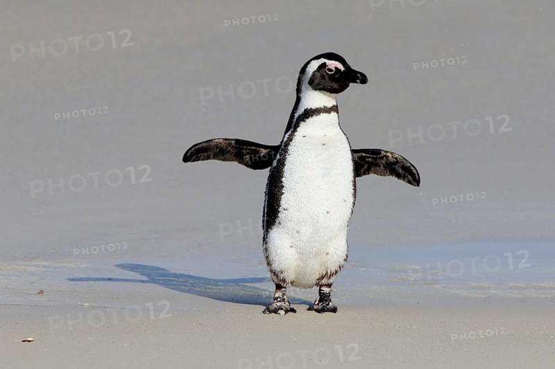 African penguin