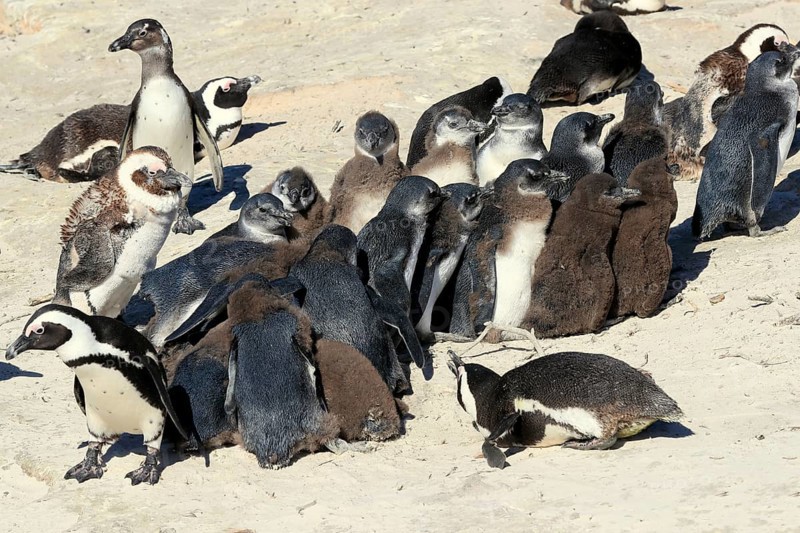 African penguin