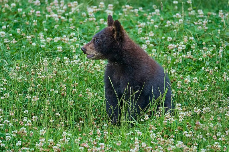 Black bear
