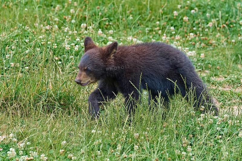 Black bear