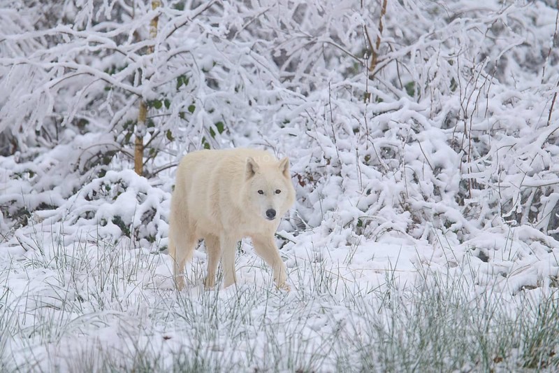 Arctic wolf