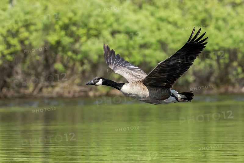 Canada goose