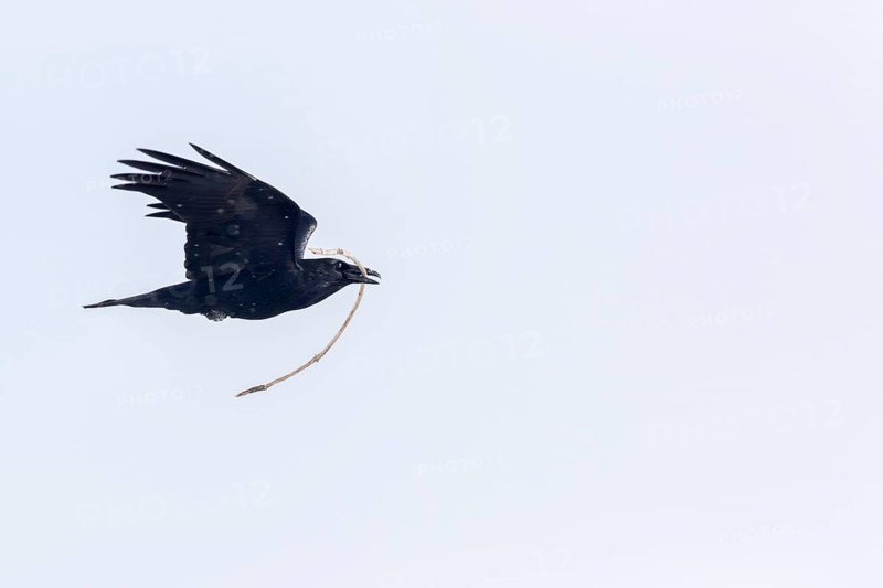Common raven