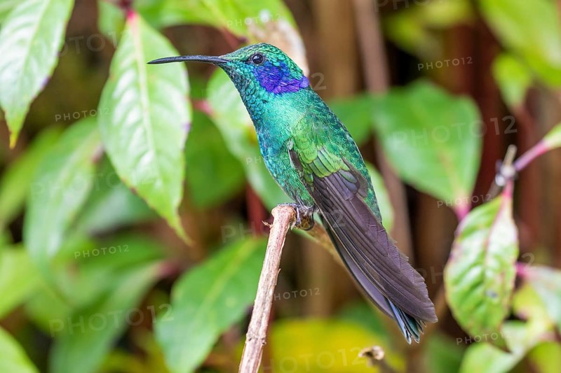 Mexican violetear