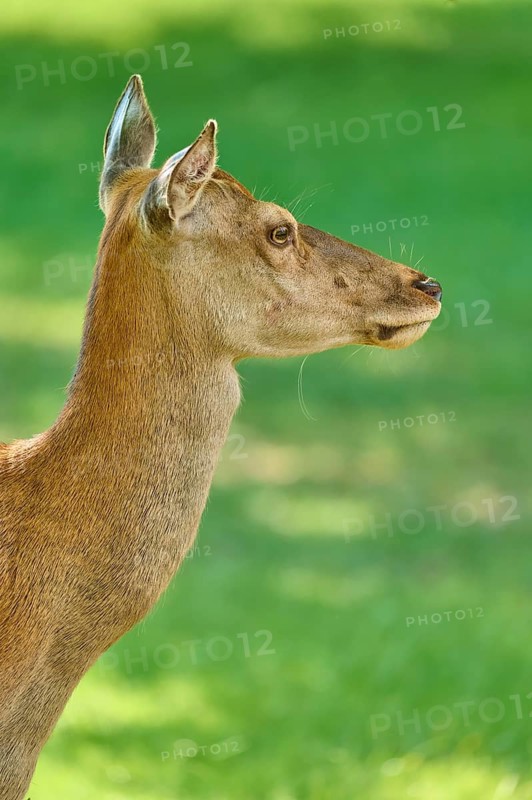 Red Deer