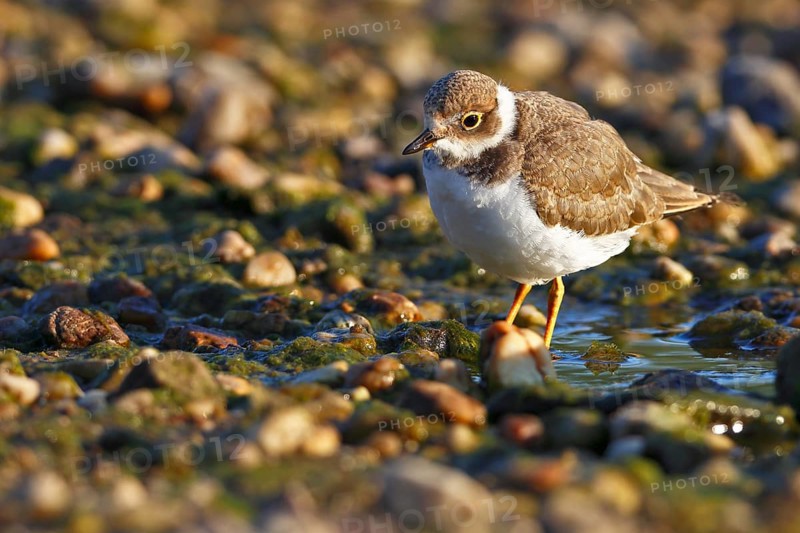 Little Ringed Plover