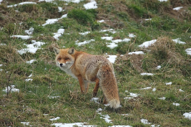 Red fox