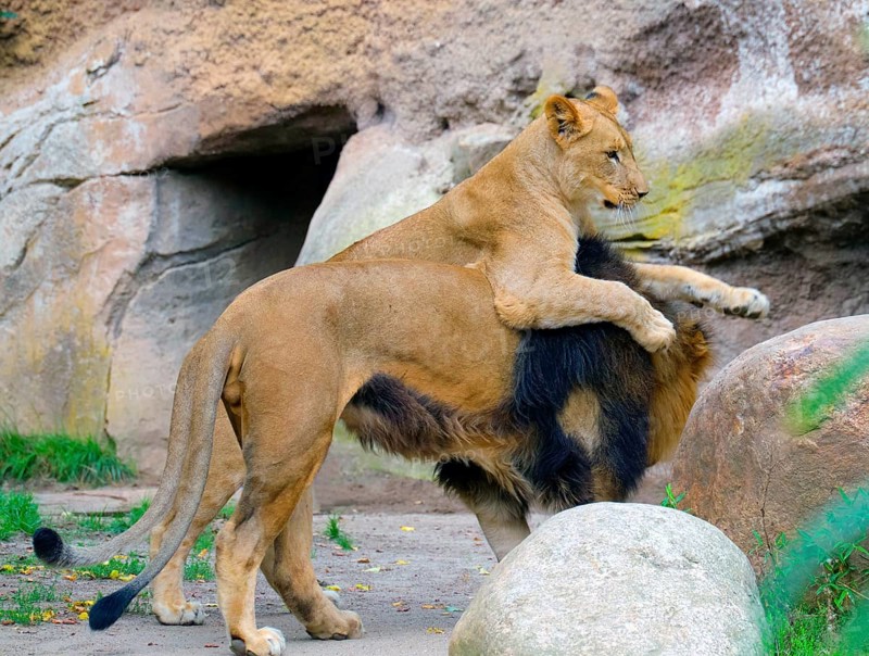 African lions