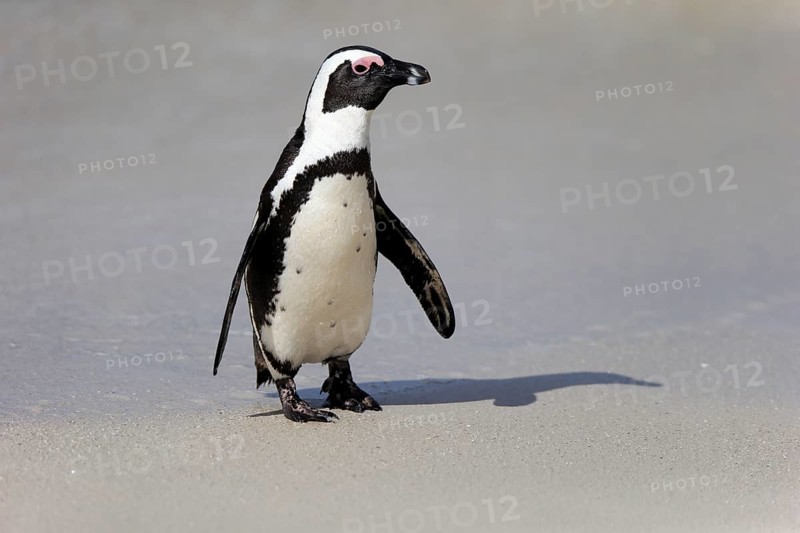 African penguin