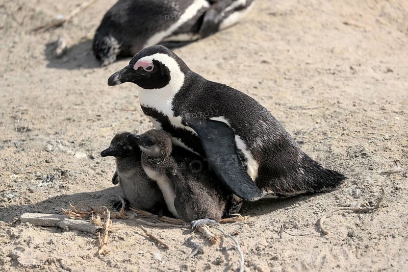 African penguin