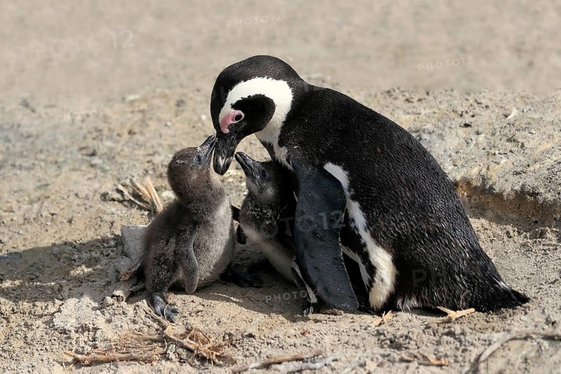 African penguin