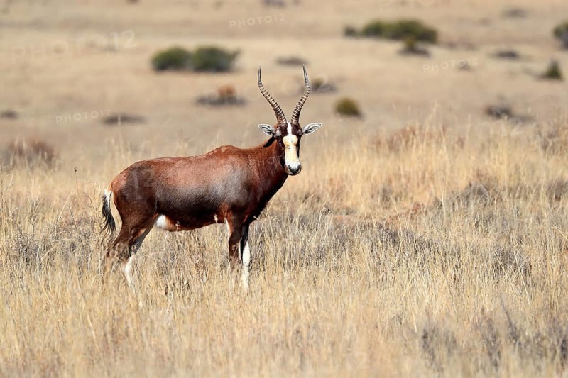 Bontebok