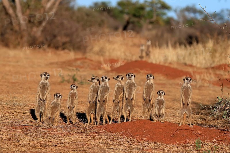Meerkats