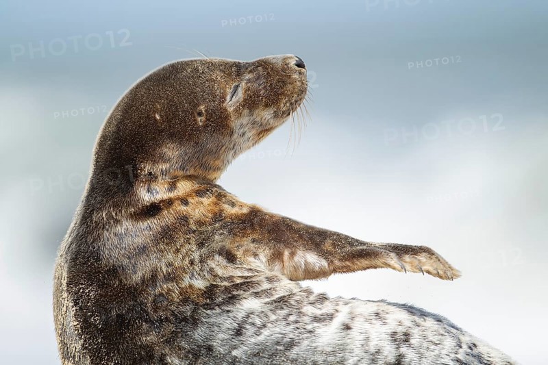Common or harbor seal