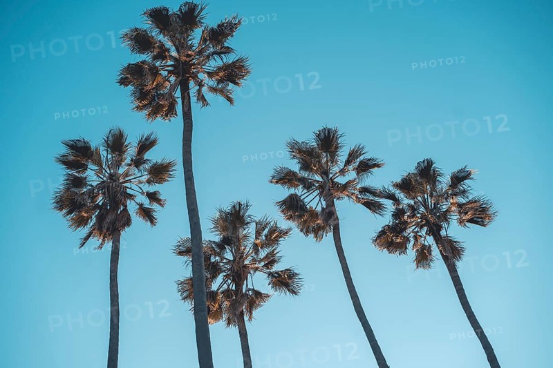 Four palm trees at Santa Monica beach California. Fashion