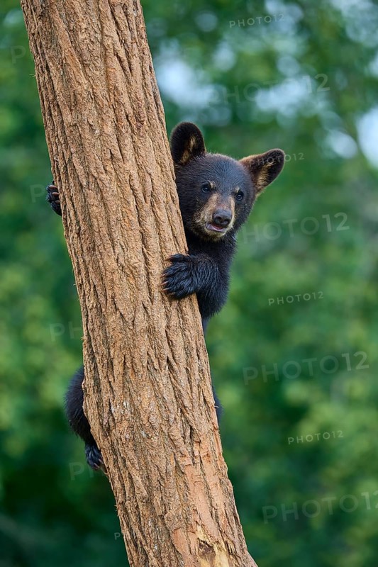 Black bear