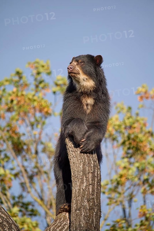 Sun bear