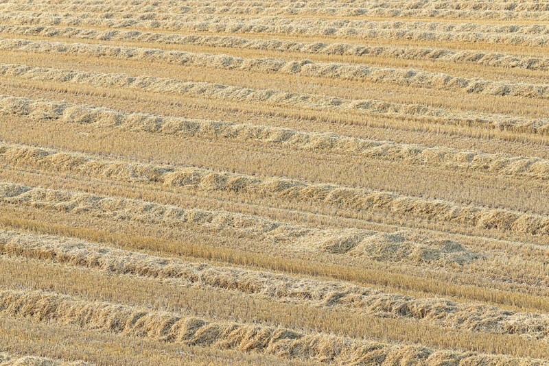 Grain field