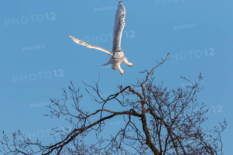 A female snowy owl