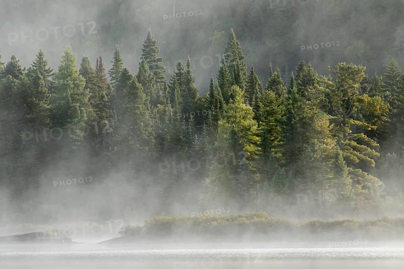 Lake and trees with morning mist