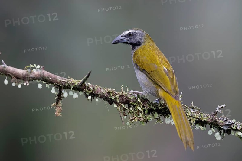 Variegated Saltator
