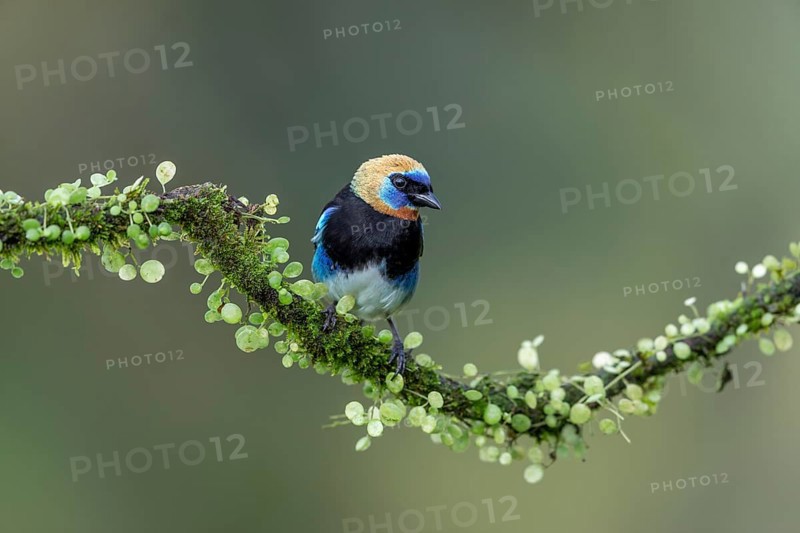 Golden-hooded tanager