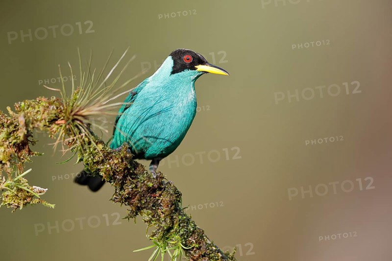 Green honeycreeper