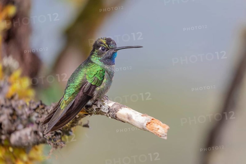 Talamanca hummingbird